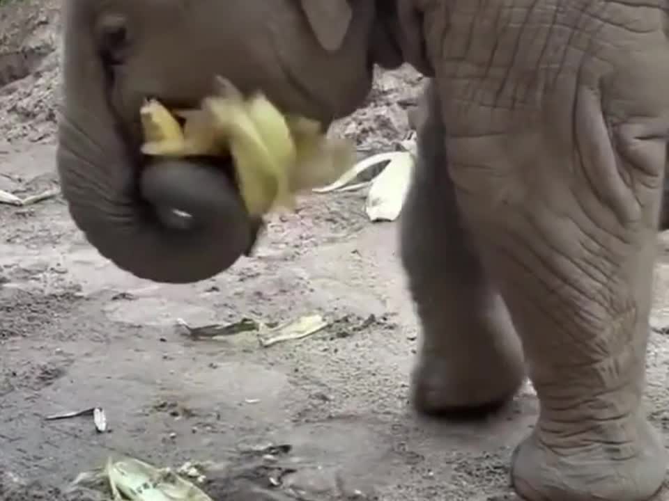 It's not easy to eat corn 🌽🌽🌽!