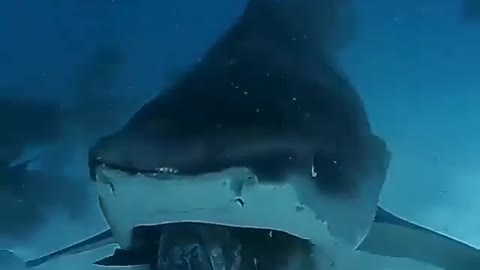 This is a beautiful and charming water-dwelling species