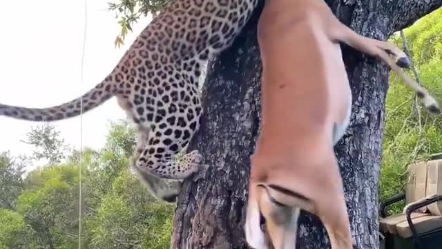 Unbelievable!!! A true strength of a jaguar