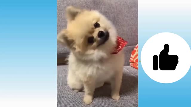 Awesome Funny Pet Animals Funniest Dogs and Cats Videos 2021