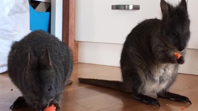 Tasmanian pademelon joeys enjoy carrots.