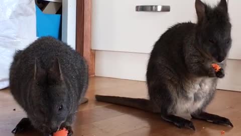 Tasmanian pademelon joeys enjoy carrots.