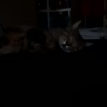 A Tabby Cat Taking A Nap