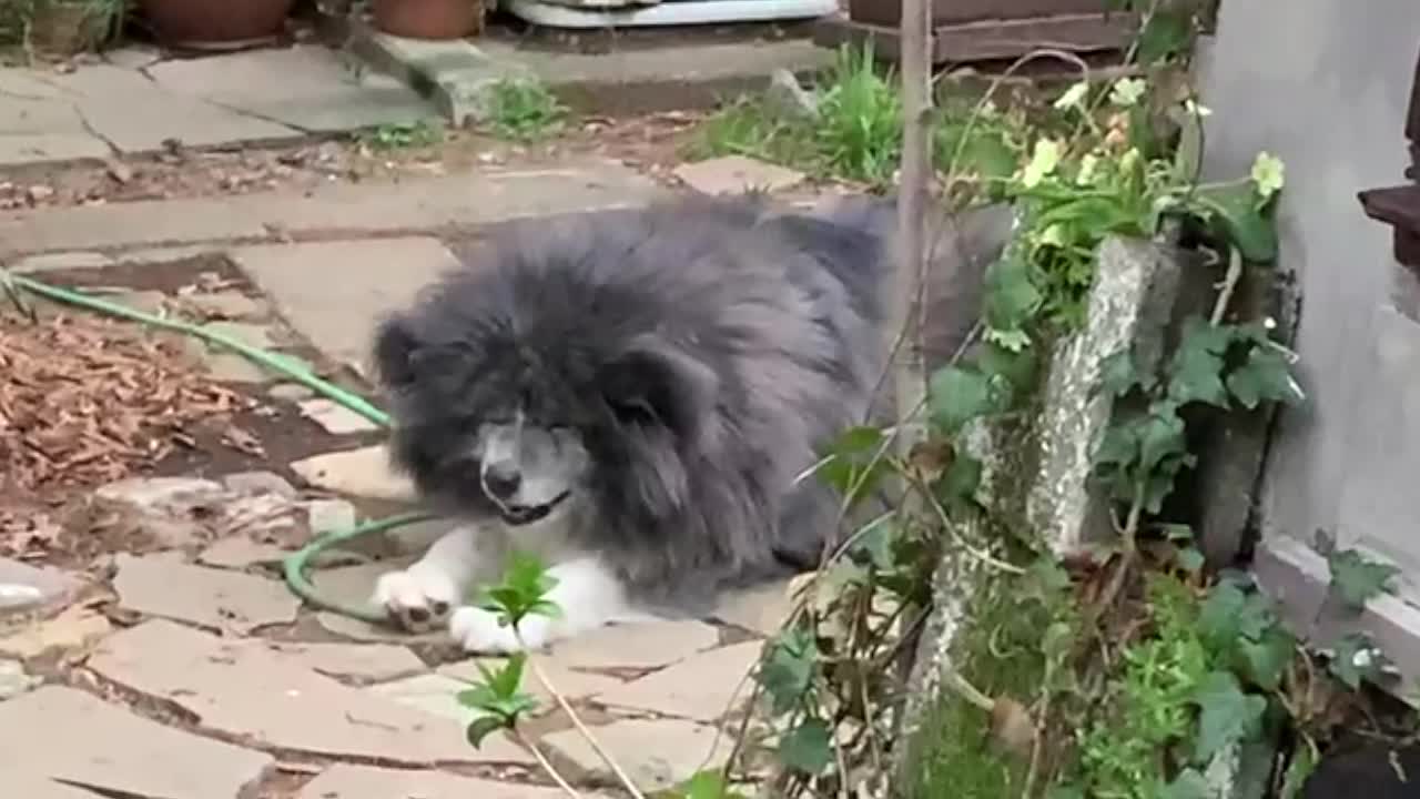 Cutest Japanese Akita dog