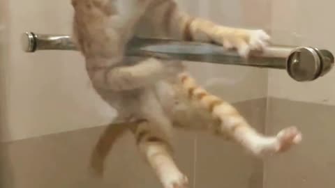 Cute Cat