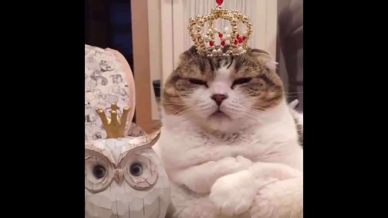 Cute Is Not Enough 😍 Funny Cats and Dogs Videos Compilation #10