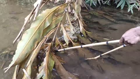 cari ikan di pinggiran kebun dapat banyak babon-9