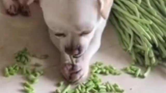 Dogs eat beans