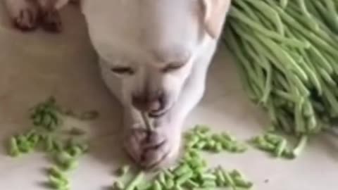 Dogs eat beans