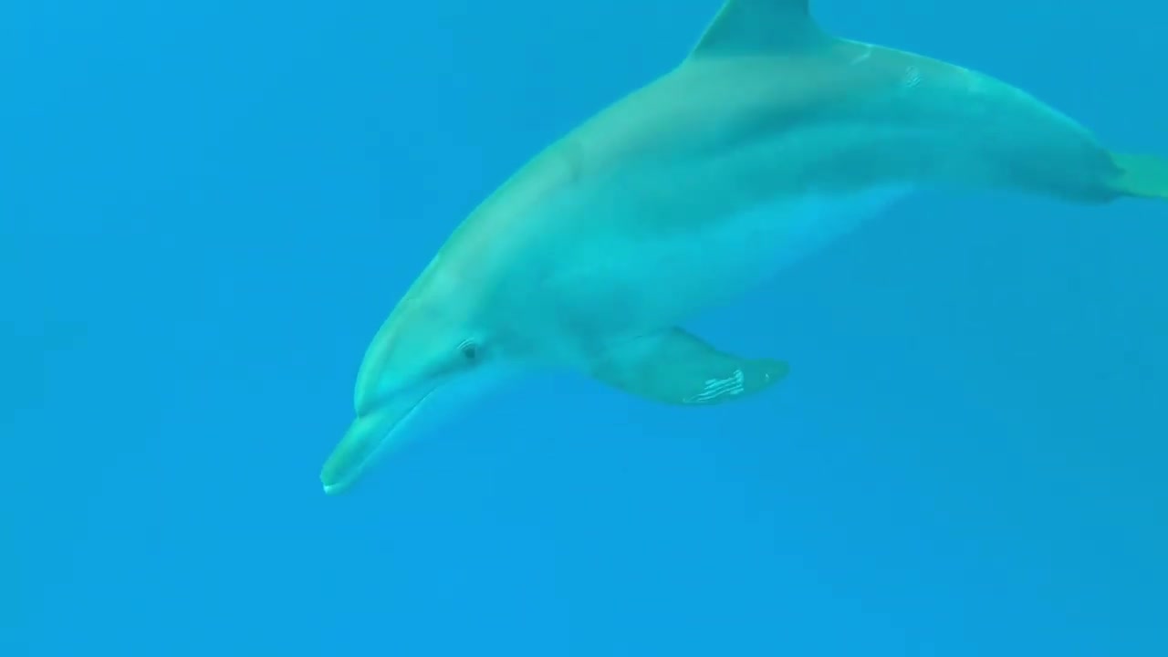 VIDEOS WITH SMART AND PLAYFUL DOLPHINS SWIMMING AND JUMPING IN THE SEA [UPDATED 2022]!