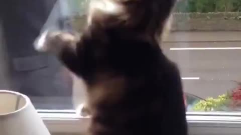 Cat Waving