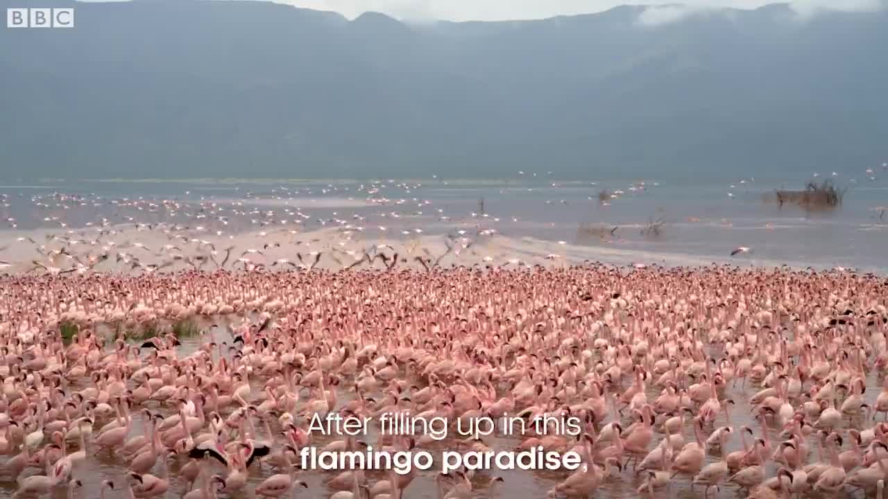 Why Are Flamingos Pink? | Seven Worlds, One Planet | BBC Earth