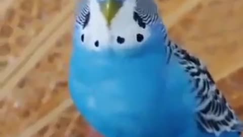 Cute Animals❤Funny Parrots and Cute Birds Video