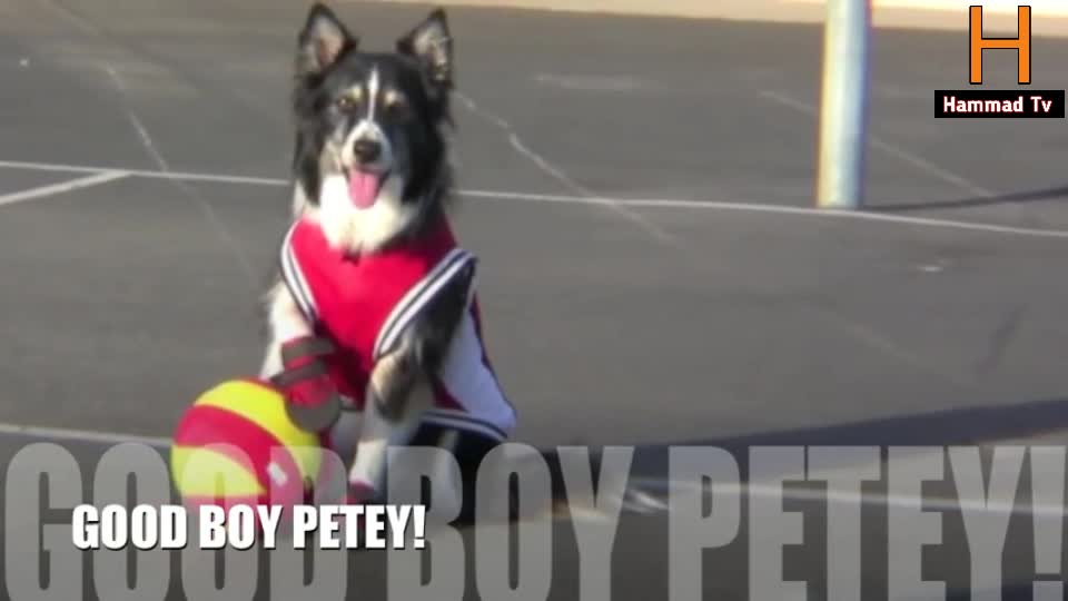 My dog plays better Basketball than you!