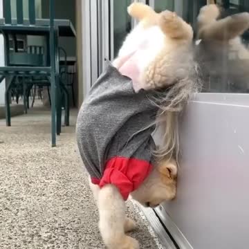 Good job Can your cute puppy do like this?