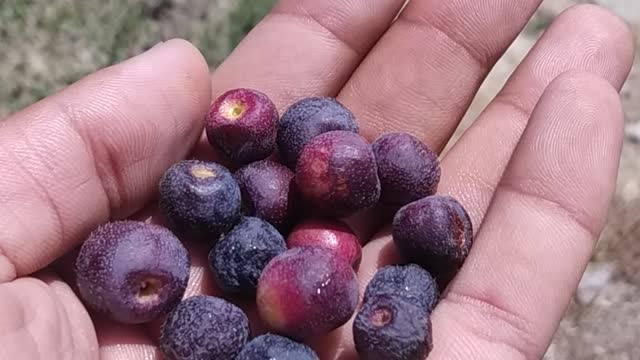 The name of this fruit is Paaro