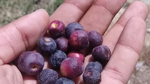 The name of this fruit is Paaro