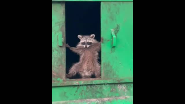 funny and innocent animal