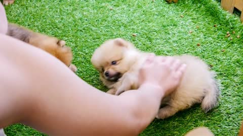 Viral cute dog videos.