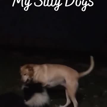 My Silly Dogs