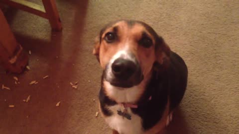 Guilty dog eats table