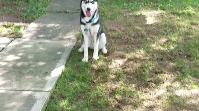 Nash puppy playing fetch outside