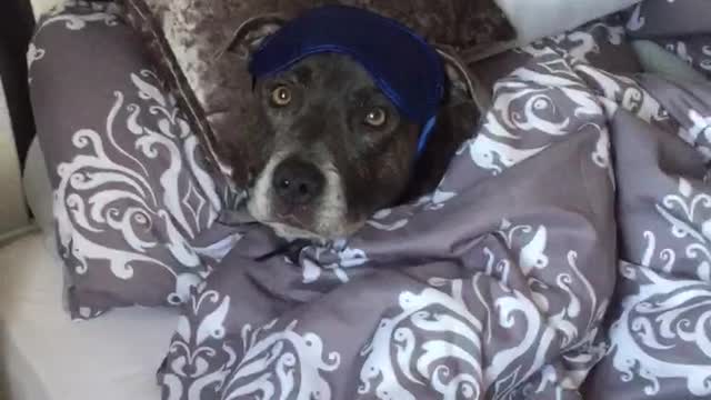 How to get you dog up