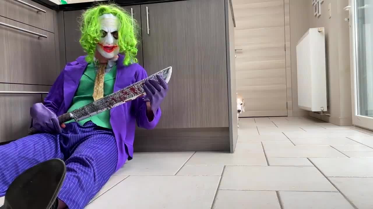 Funny Dogs vs The Joker Costume Prank