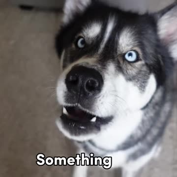 A little Thursday motivation from Titan 🤍 #huskiesoftiktok