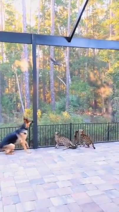 squirrel is having fun)