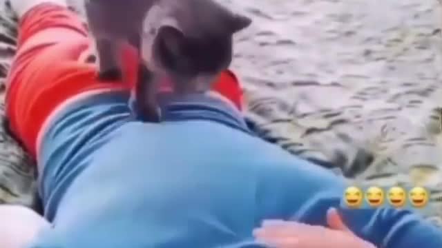 Beautiful cat .. massages its owner. never laughed