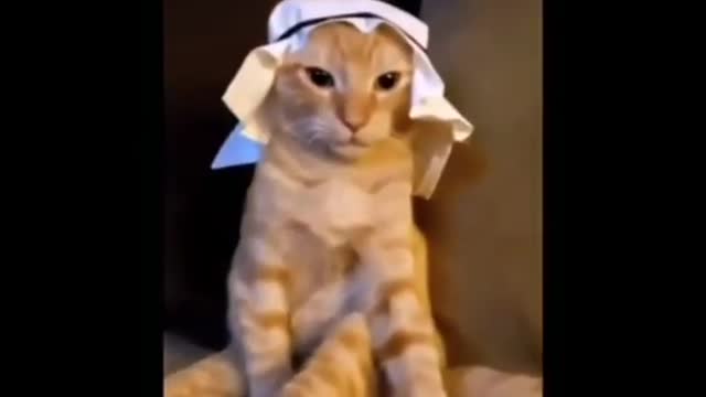 Arabic Cat