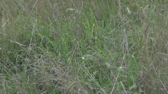 field 1 raw