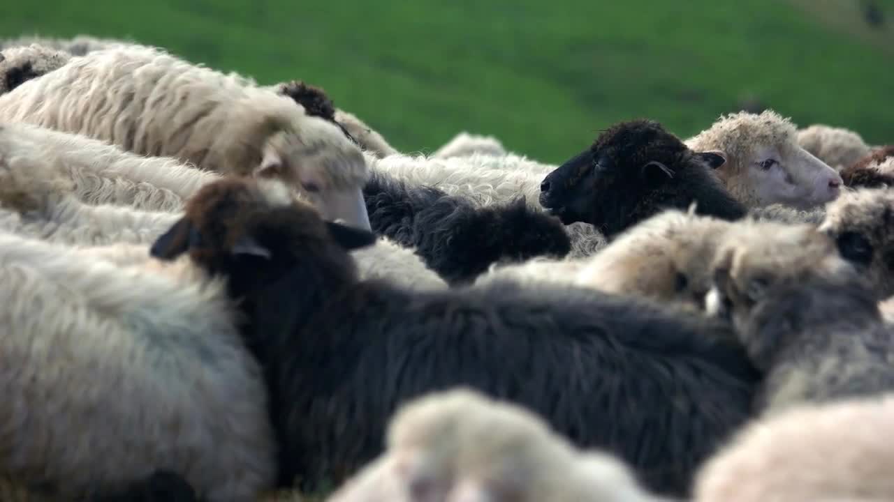 Black and white sheeps grazing on pasture