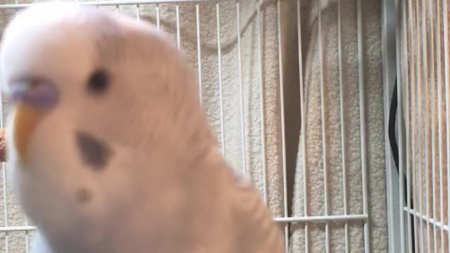 Larry the Parakeet says He will be Late