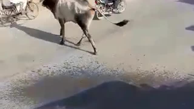 The bull picked up the man and killed him
