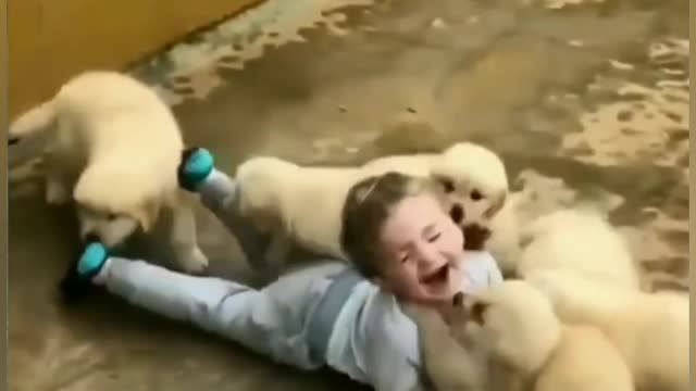 Cute dogs with little child