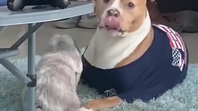 dog vs rabbit 🤣play game