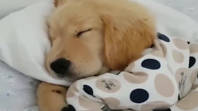 Funniest & Cutest Labrador Puppies - Funny Puppy Videos 2020