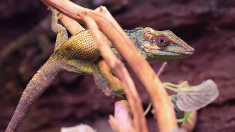 Hungry Lizard