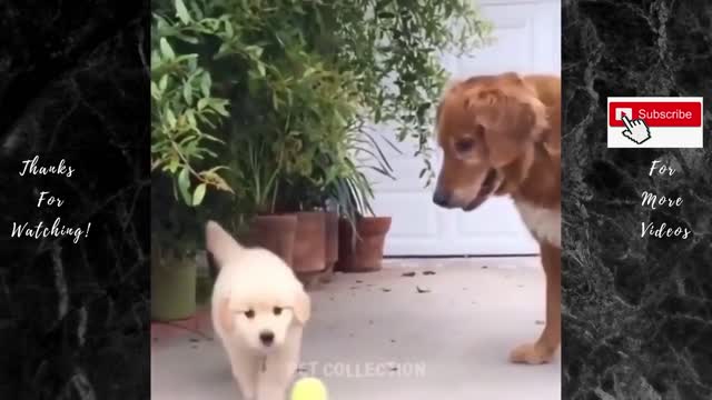 Dog found a new best friend...Cute And Funny Pet Videos Compilation #4 ♥ Baby Dog Videos #1