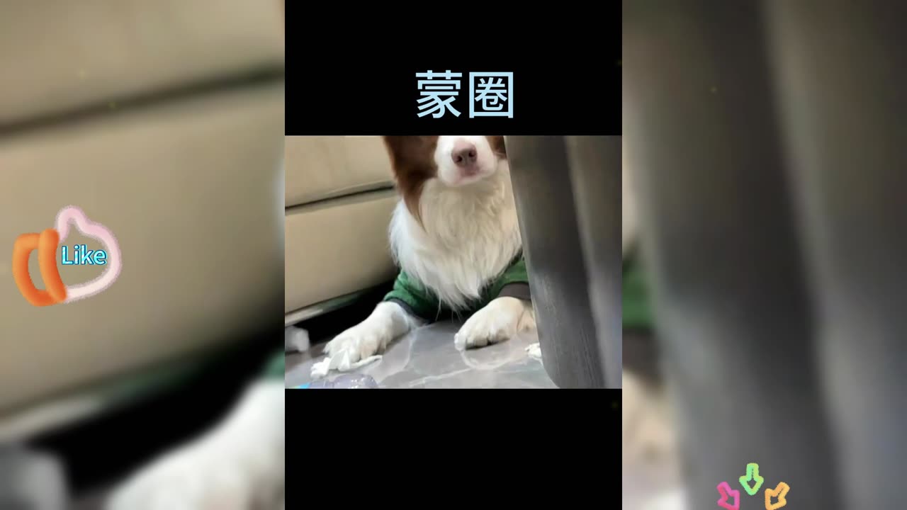 This dog friend has many small emotions