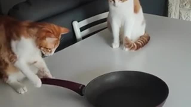 Cats play with frying pan