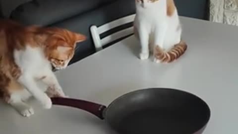 Cats play with frying pan