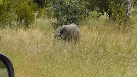 Scary baby elephant charge