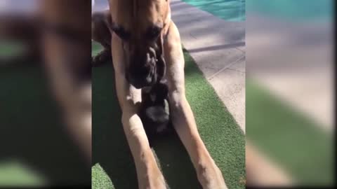 #Funny​ #animals​ Baby Dogs - Funny and Cute dogs Videos Compilation(2021)