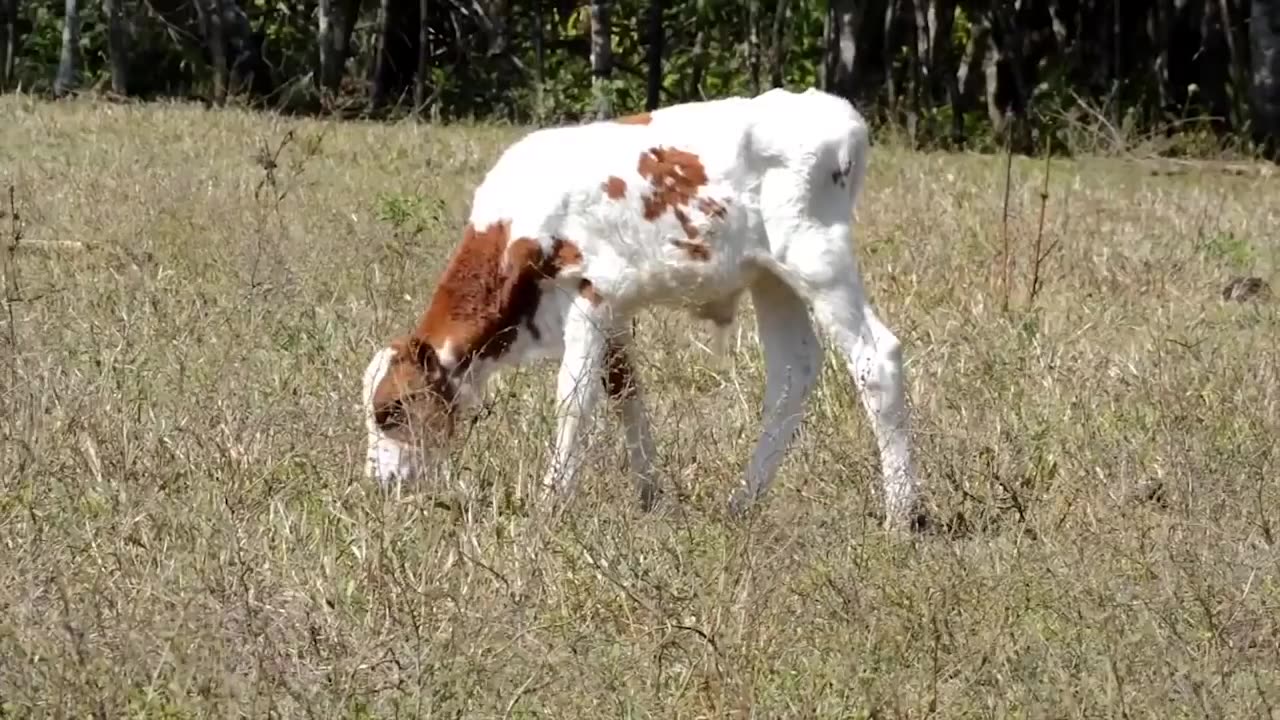 Cows Learning videos