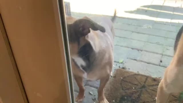 Puppy workout