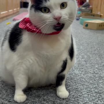 Healtth cat eat oon time,cat lover,cute cat,