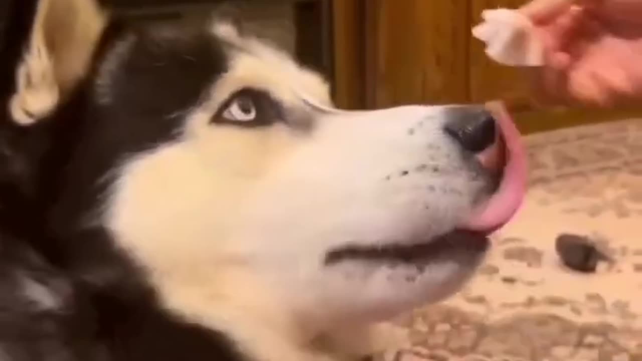 Animal funny video, don't try to laugh 🤫